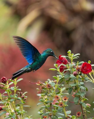 Great Sapphirewing Hummingbird.