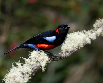 Scarlet-bellied Mountain Tanager
