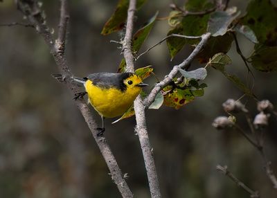 Golden-fronted Redstart