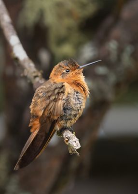 Shining Sunbird Hummingbird
