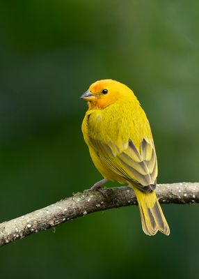 Saffron Finch