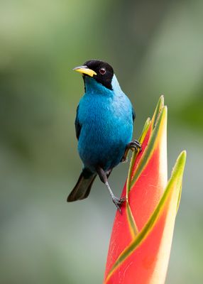 Green Honeycreeper.