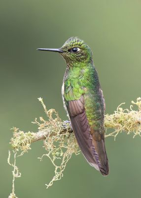 Buff-tailed Cornet.j