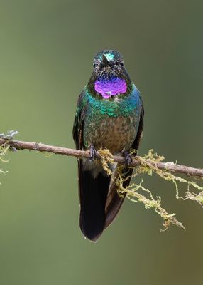 Tourmaline Sunangel ,male.