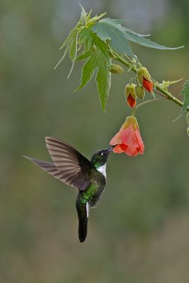 Collared Inca