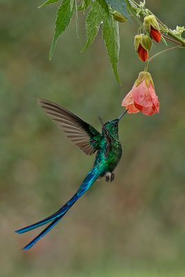 Lony-tailed Sylph