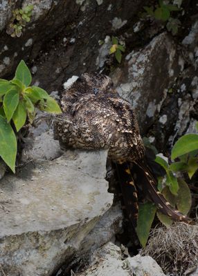 Lyre-tailed Nightjar.