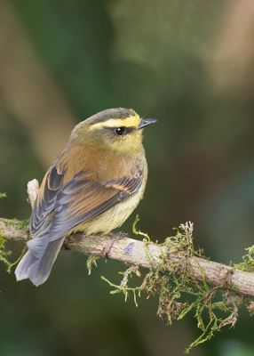 Brown-backed Chat-Tyrant