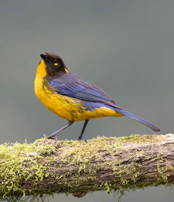 Lacrimose Mountain Tanager.