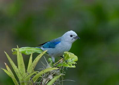 Blue-gray Tanager.