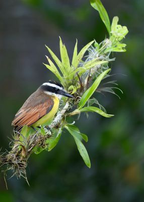 Great Kiskadee.