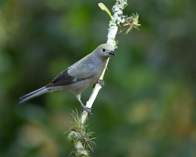 Palm Tanager