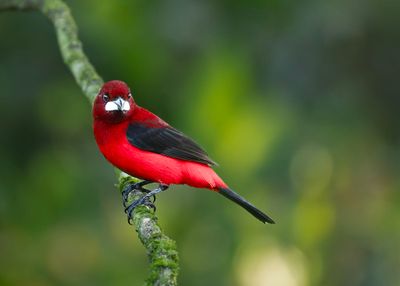 Crimson-backed Tanager