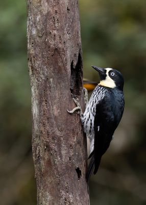 Female Acorn Woodpecker.j