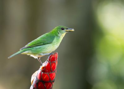 female Green Honeycreeper.