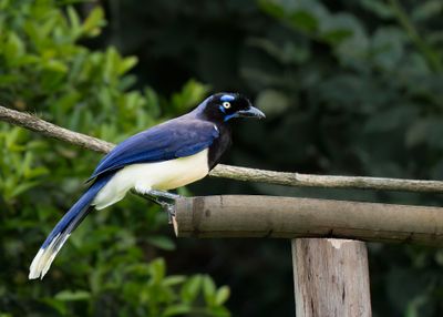 Black-chested Jay.