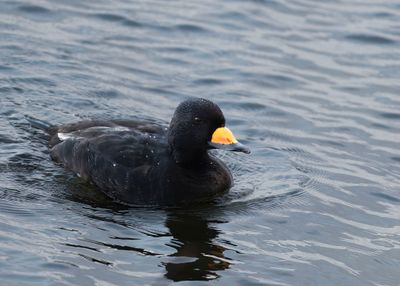 Black Scoter