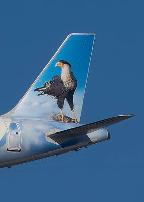 Morrison the Caracara