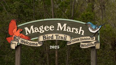 magee_marsh_2025