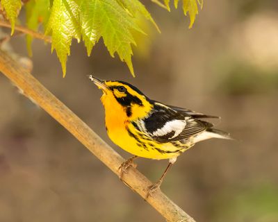 Male Blackburnian Warbler.