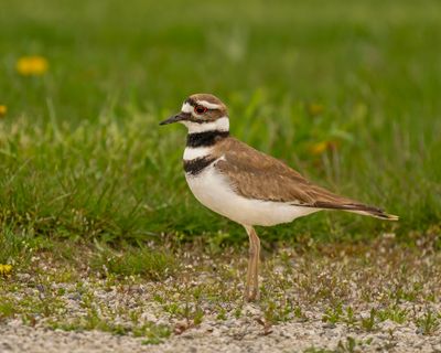 Killdeer.