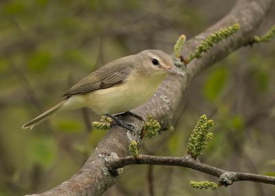 Warbling Viero