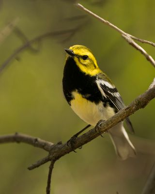 Black-throated Green Warbler.