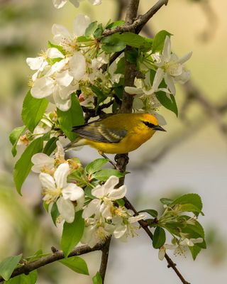 Blue-winged Warbler.