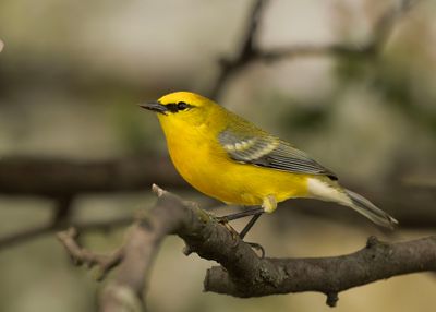 Blue-winged Warbler.