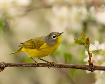 Nashville Warbler 