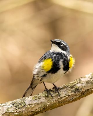 magee_marsh_2025