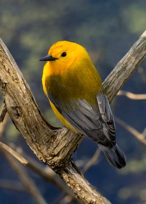 Prothonotary Warbler