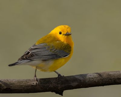 Prothonotary Warbler