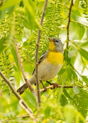 Northern Parula