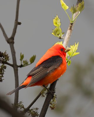 magee_marsh_2025
