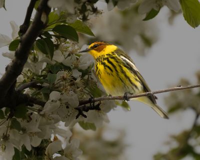 Cape May Warbler