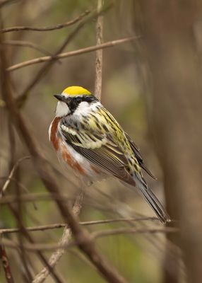 Chestnut-sided Warbler.