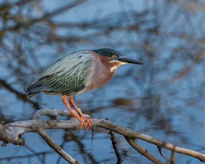 Green Heron.