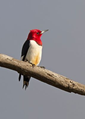 Red-headed Woodpecker.