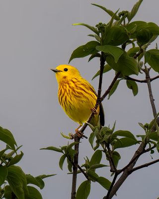 magee_marsh_2025
