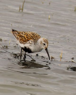 Dunlin in breeding plumage