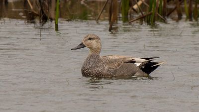 Gadwell, female