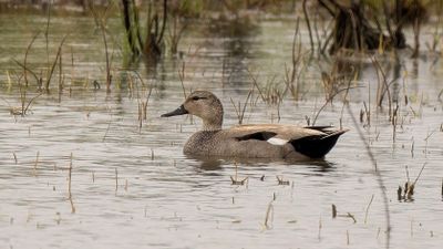 magee_marsh_2025