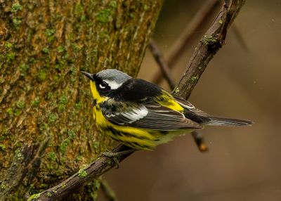Magnolia Warbler