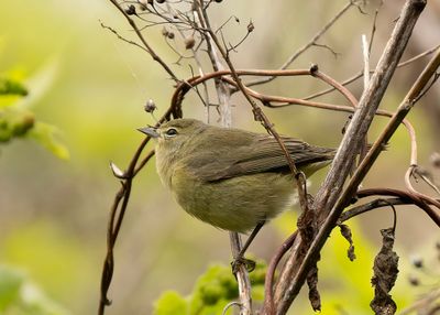 Orange-crowned Warbler
