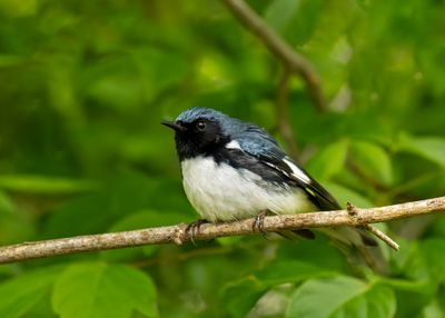 Black-throated Blue Warbler