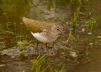 Solitary Sanddpiper