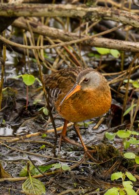 magee_marsh_2025