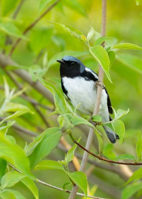 Black-throated Blye Warbler.