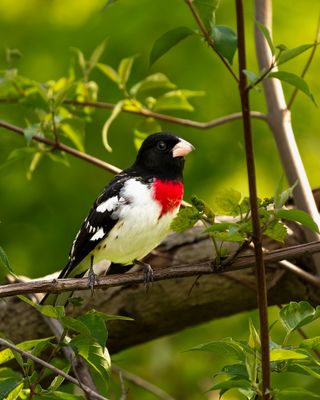 magee_marsh_2025